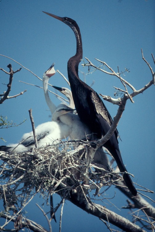 African Darter in Hindi facts