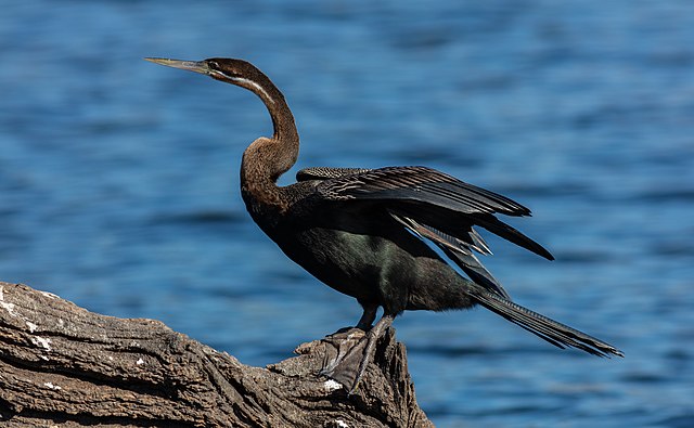 African darter Anhinga rufa immature