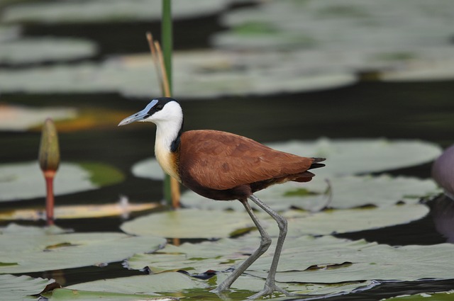 African jacana