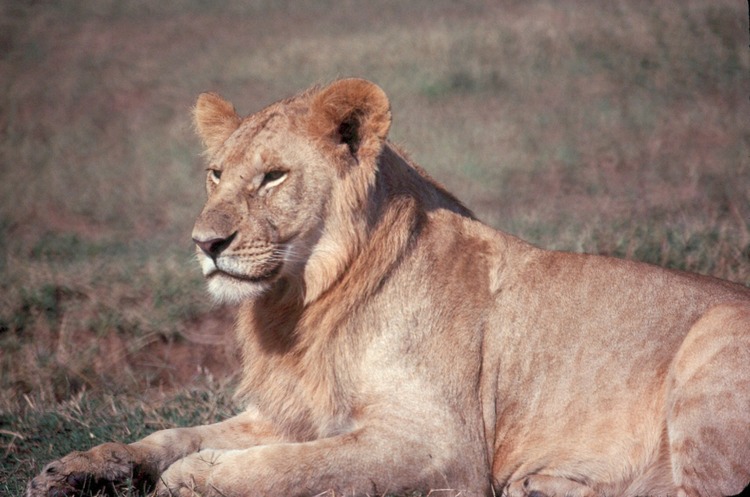 African lion in Hindi facts