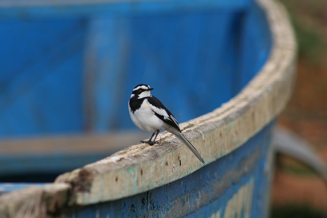 African pied wagtail