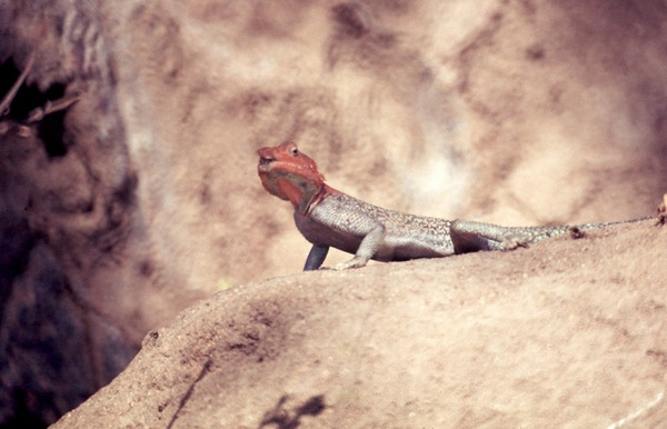 Agama lizard Hindi