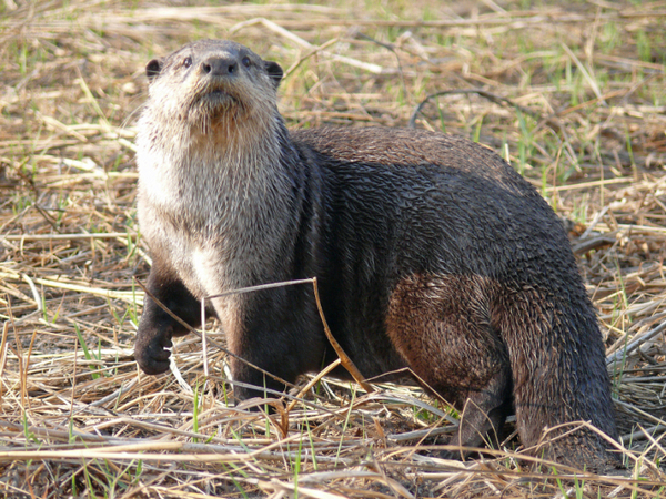 African clawless otter Hindi