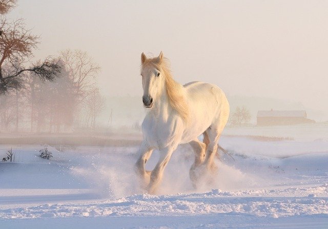 Horse wallpaper
