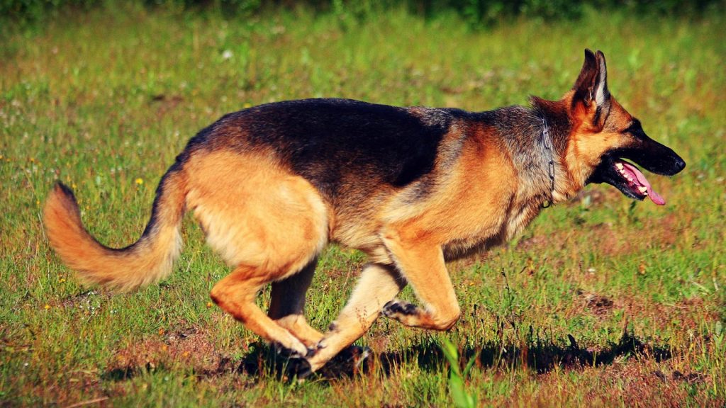 dog wallpaper