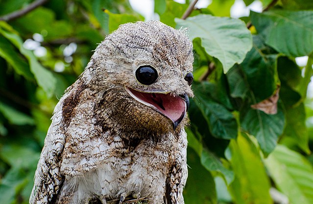 Great Potoo