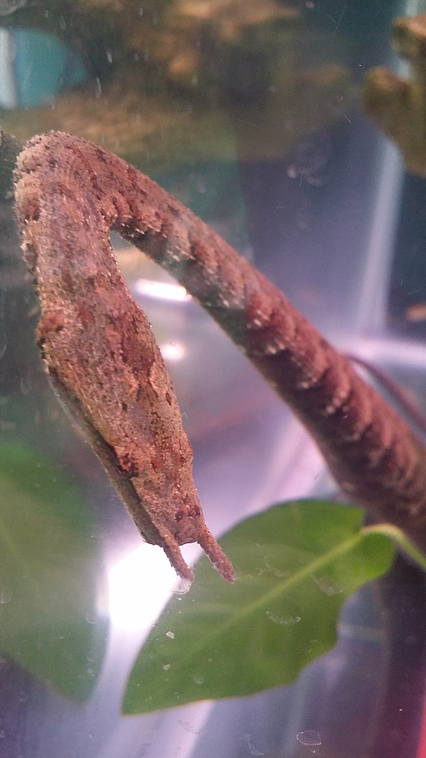 Tentacled Snake