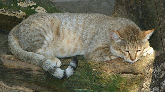 Jungli Billi