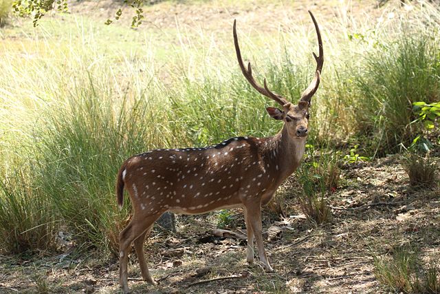 Deer