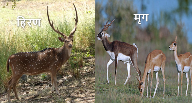 Hiran aur Marg Me antar