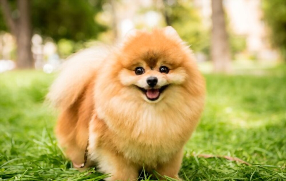दुनिया का सबसे खूबसूरत कुत्ता 2019 Pomeranian