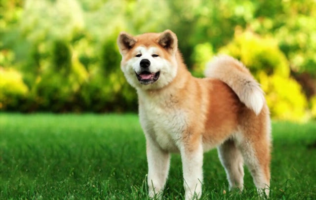 दुनिया का सबसे सुंदर कुत्ता Akita Inu