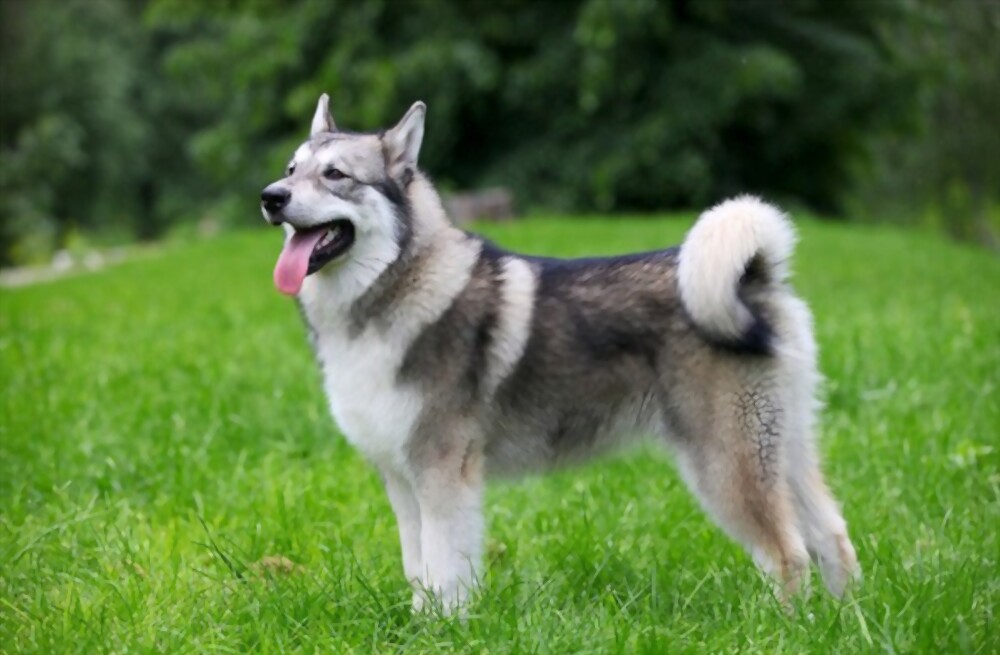 सुंदर जर्मन चरवाहा Alaskan Malamute