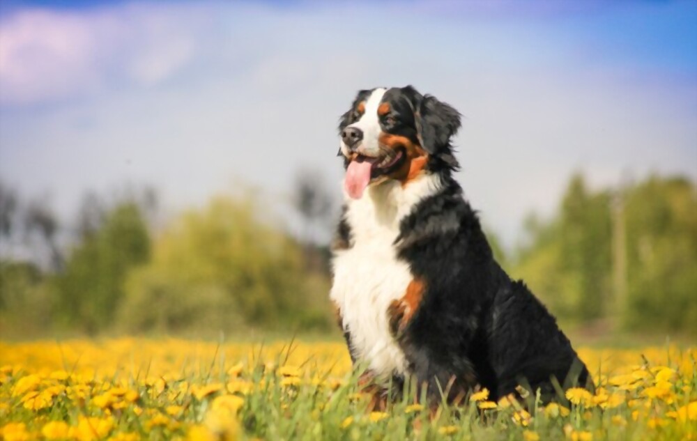 सबसे सुंदर कुत्ते Bernese Mountain Dog