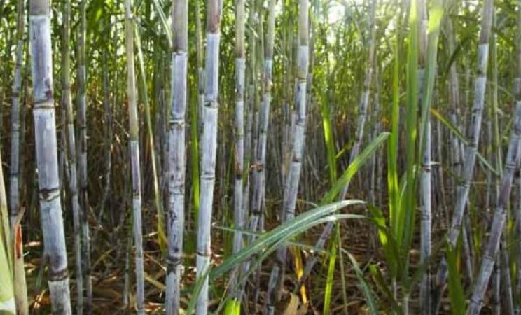 भारत में सबसे बड़ा गन्ना उत्पादक राज्य