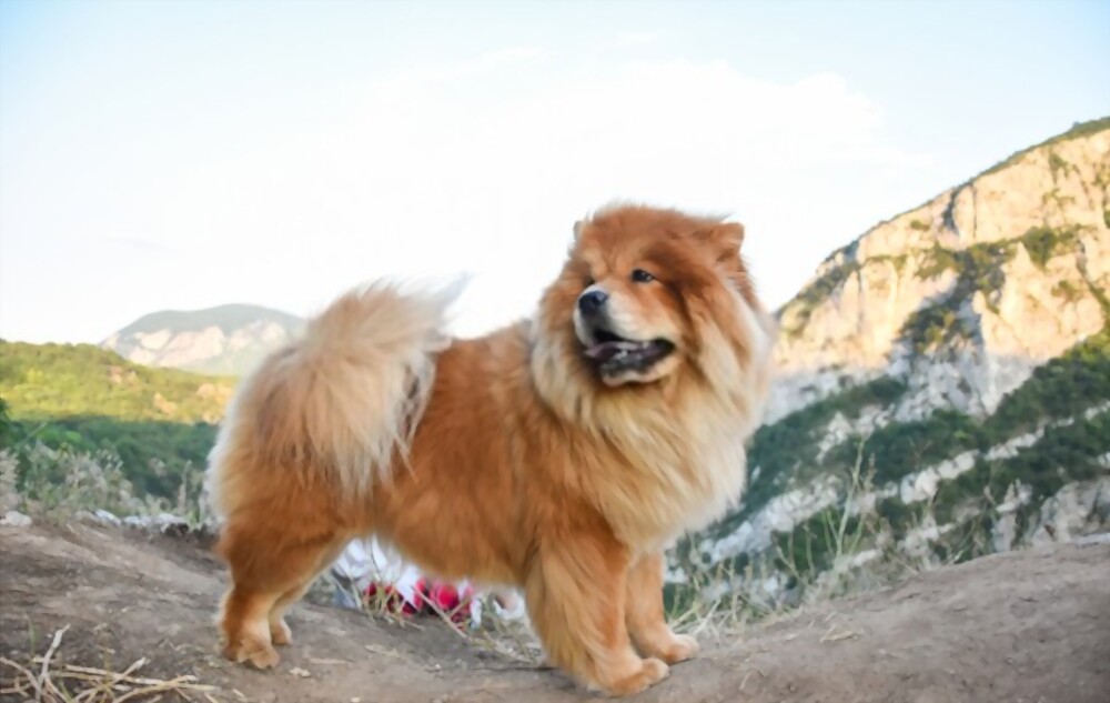 कुत्तों की सबसे खूबसूरत नस्लें Chow Chow