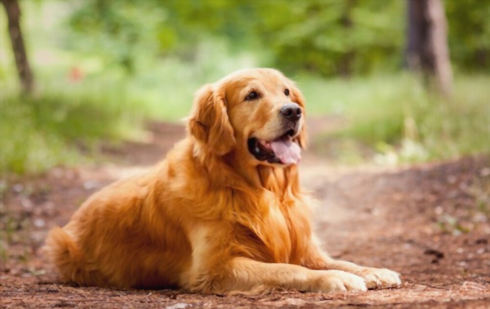 कुत्तों की सबसे खूबसूरत दुर्लभ नस्लें Golden Retriever