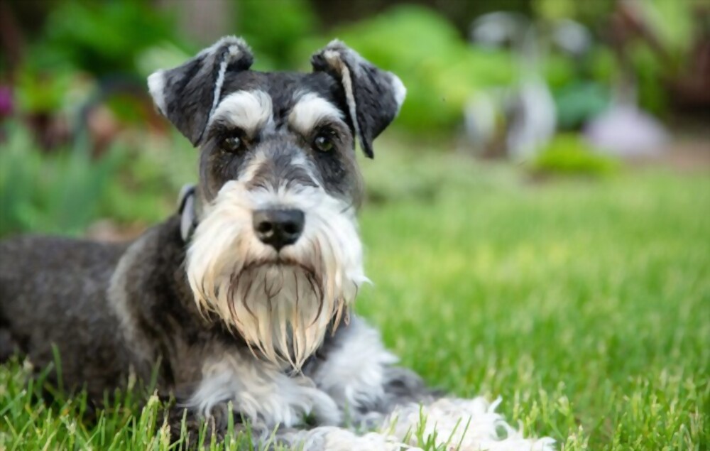 सुंदर कुत्तों की नस्लें Miniature Schnauzer
